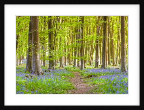 Pathway through forest by Assaf Frank